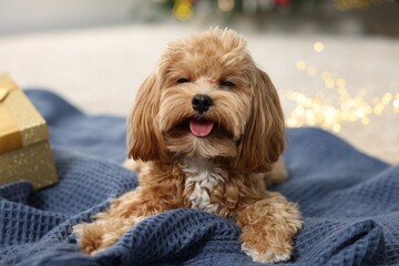 Cute Maltipoo dog on blanket in room decorated for Christmas
