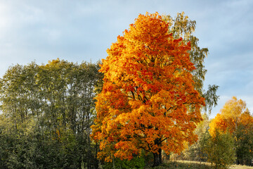 A majestic tree stands tall, its leaves glowing in brilliant shades of yellow and orange,...