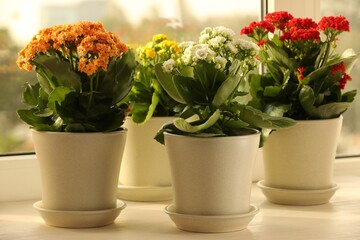Different beautiful kalanchoe flowers in pots on windowsill