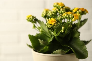 Naklejka premium Beautiful yellow kalanchoe flower on light background, closeup