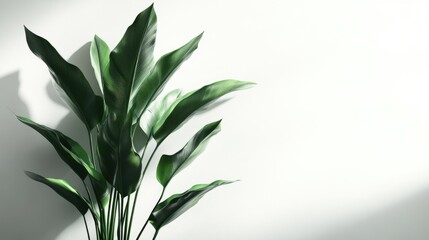 Fototapeta premium Modern indoor plant with elegant, elongated leaves, set against a transparent backdrop for a sleek, stylish look