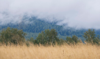 Thick clouds with fog, yellow grass, birch grove and mountains in early autumn