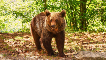 brown bear, Ursus arctos, walking in the forest, close 