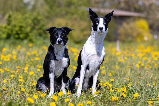 Clever, cute working black and white border collie puppy summer portrait outdoors with funny ears. Bi black smooth short haired adorable herding sheepdog baby sitting outside with green background