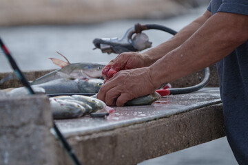 Fisherman cleaning fish