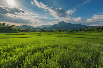 Obraz premium Aerial view of step rice farm field green grass ground texture pattern public hill park with blue sky background in concept of freshness, growth, environment ecology and sustainablility