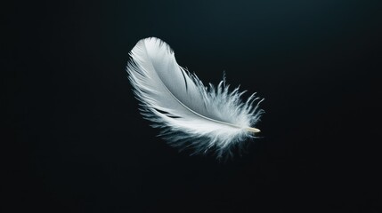 Obraz premium Soft white feather against a dark black background, creating a serene and dramatic visual contrast
