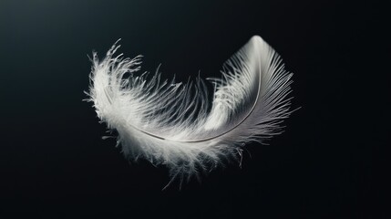 Obraz premium Soft white feather drifting in mid-air against a black background, capturing its ethereal and elegant quality