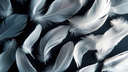Fototapeta premium Soft white feathers arranged in a pattern on a dark backdrop, creating a sophisticated and tranquil image