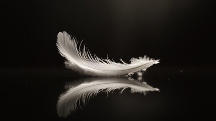 Obraz premium White feather floating gently above a dark, black surface, capturing its light and airy nature