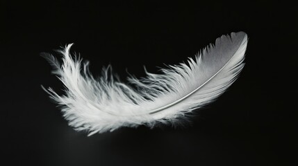 White feather drifting gracefully in front of a dark black background, capturing its ethereal quality