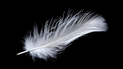 Obraz premium White feather gently illuminated against a black background, showcasing its delicate and soft details