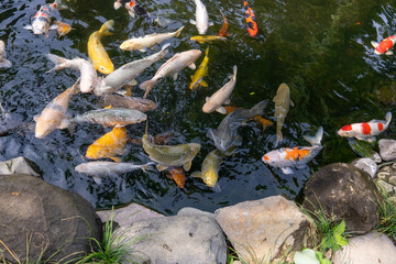 Koi Carp fish (nishikigoi, Cyprinus sp) and other species of fish in fish pond. Many different colours and species under water.