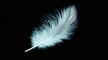 Obraz premium White feather softly glowing against a pitch-black background, emphasizing its delicate beauty