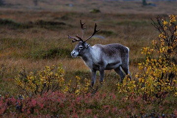 wild goat on the meadow