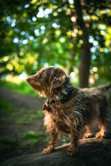 Short sausage dog in a evening sunlight in a park.