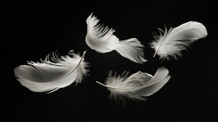 Obraz premium White feathers floating gently against a dark black background, showcasing their soft and airy quality