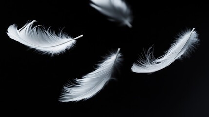 Obraz premium White feathers gracefully drifting in front of a dark black background, highlighting their light and elegant nature