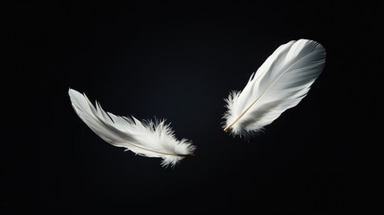 Obraz premium White feathers gracefully floating against a deep black background, creating a serene and sophisticated image