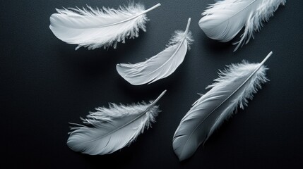 Obraz premium White feathers softly floating above a matte black surface, emphasizing their ethereal and graceful quality