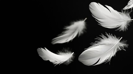 Obraz premium White feathers softly floating above a matte black surface, emphasizing their ethereal and graceful quality