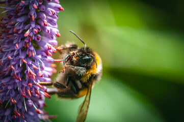 Macro of bumble bee on a flower in late summer days.