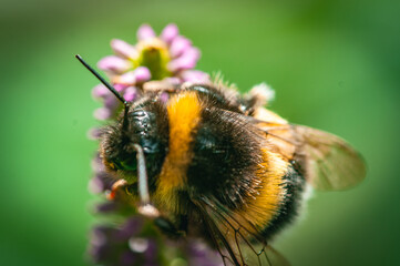 Macro of bumble bee on a flower in late summer days.