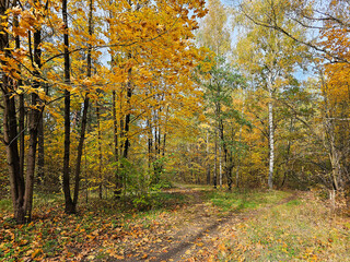 A beautiful city park with different types of trees and a variety of autumn foliage colors and green lawns in Riga, Latvia