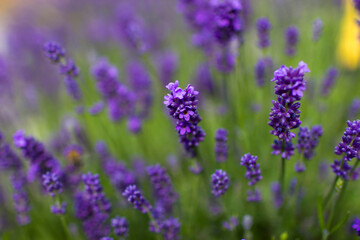 Fototapeta premium lavender flowers in the garden