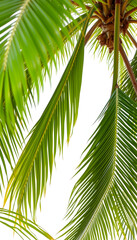 Green Palm Tree Branch Frame isolated with white highlights, png
