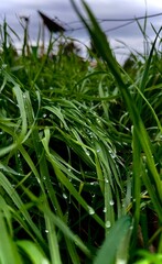 dew on grass