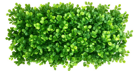 Obraz premium A Garden boxwood hedge wall, green leaves on transparent background cutout, PNG file. Mockup