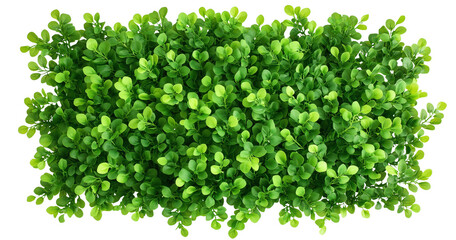 Obraz premium A Garden boxwood hedge wall, green leaves on transparent background cutout, PNG file. Mockup