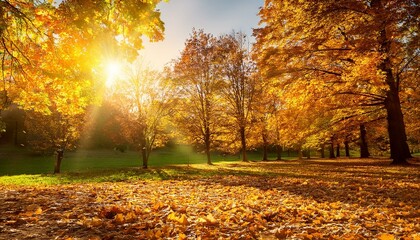 Fototapeta premium beautiful autumn landscape with yellow trees green and sun colorful foliage in the park falling leaves natural background