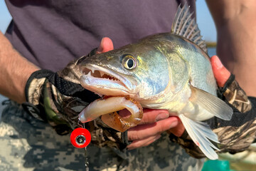 Jig fishing concept. Close up image of Pike perch or zander fish with rubber bait and hook in...