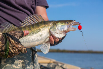 Jig fishing concept. Pike perch or zander fish with rubber bait in fishermans hands in gloves...