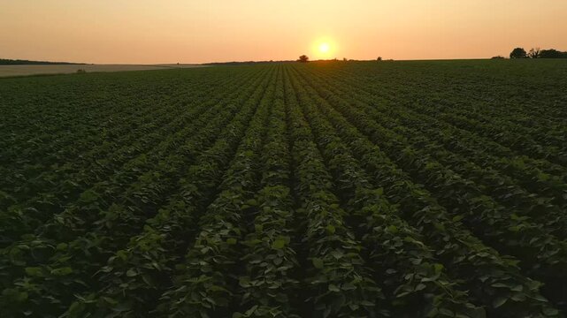 Sojabohnenfeld in &Ouml;sterreich, Burgenland, bei Sonnenuntergang aus der Luft gefilmt (Vorw&auml;rtsbewegung, hoch)
