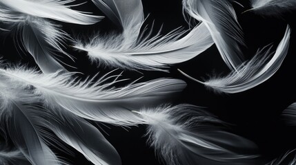 Obraz premium Artistic spread of white feathers on a dark black background, emphasizing their light and graceful form