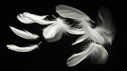 Fototapeta premium Artistic spread of white feathers on a dark black background, emphasizing their light and graceful form