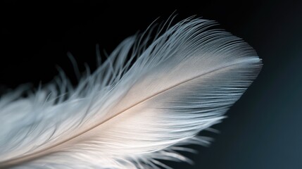Obraz premium Close-up of a white feather with subtle shadows, set against a sleek, black background