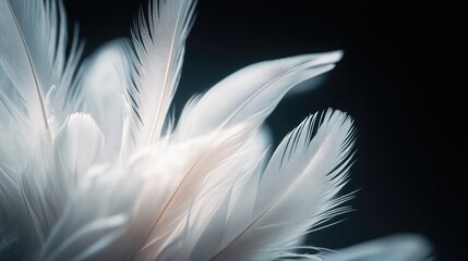 Naklejka premium Close-up of several white feathers against a dark background, showcasing their intricate barbs and soft quality
