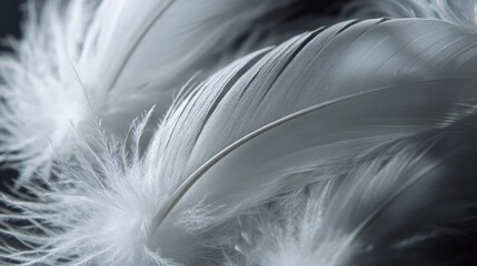 Fototapeta premium Close-up of white feathers on a dark surface, with gentle lighting to enhance their delicate barbs and texture