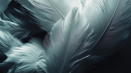 Obraz premium Close-up of white feathers on a dark surface, with gentle lighting to enhance their delicate barbs and texture