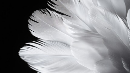 Fototapeta premium Close-up of white feathers with fine barbs, set against a sleek black background for striking contrast