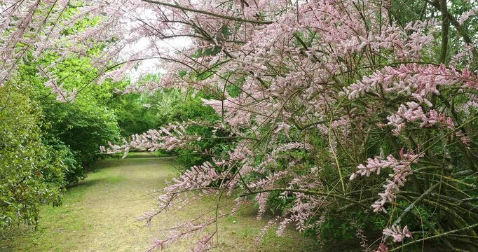 beautiful pink flowers (Tamarix parviflora (smallflower tamarisk)) at the botanical park in glinna Poland	