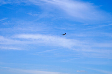 pied stilt (Himantopus leucocephalus), white headed stilt, bird flying over the Parc Natural del...