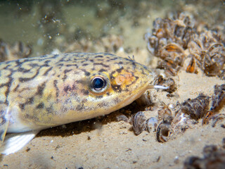 Macro of a burbot on the ground of a lake in switzerland