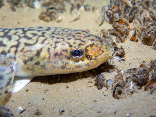 Macro of a burbot on the ground of a lake in switzerland