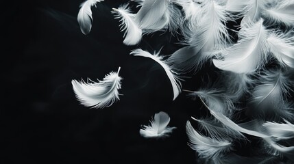 Obraz premium Elegant white feather with soft shadows, set against a dark black backdrop for a dramatic effect