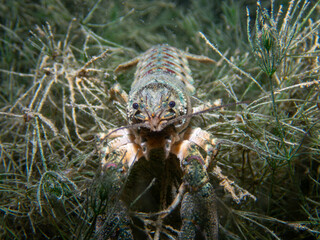 Crayfish hiding between plants